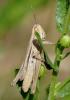 Euchorthippus elegantulus